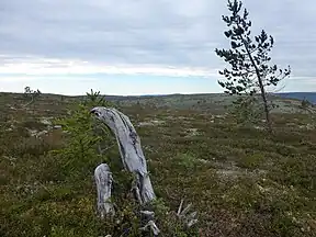 Landschaft des Fulufjellet-Nationalpark. fotograf: Gunn Oddny Olsen Haugen