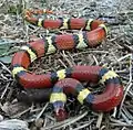 Lampropeltis elapsoides, Florida (ungiftig)