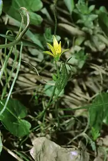 Der Kleine Goldstern,am Fuße des Kordigast heimisch und in ganz Mitteleuropa ein sehr seltenes Liliengewächs