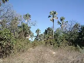 Hohe Palmen ragen aus dem Wald hervor