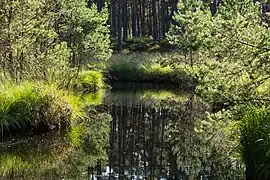 Kleinmoor in nördlichen Gartower Tannen (2016)