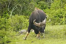 Gaur im indischen Nationalpark