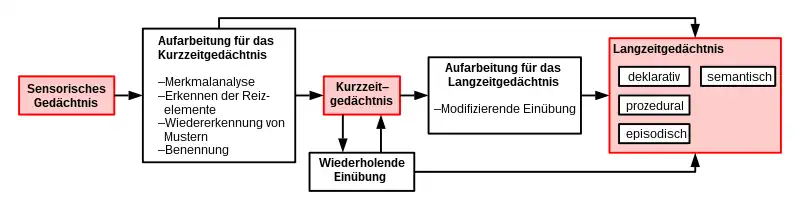 Mehrspeichermodell des menschlichen Gedächtnisses