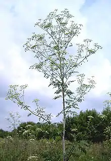 Gefleckter Schierling (Conium maculatum)