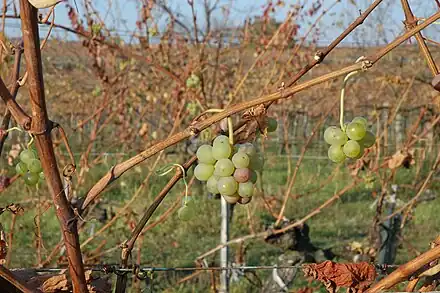 Geiztrauben (Herlinge) auf einem Geiztrieb im Herbst nach dem Laubfall.