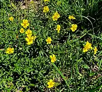 Gelbes Sonnenröschen (Helianthemum nummularium)