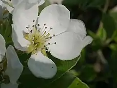 Einzelblüte