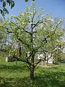 Baum im Obstgarten