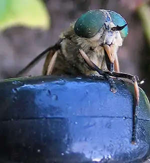 Tabanus bromius mit Stechrüssel