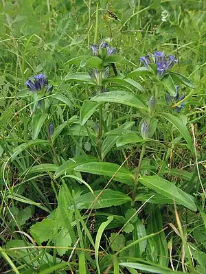 Kreuz-Enzian (Gentiana cruciata)