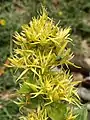 Gelber Enzian(Gentiana lutea)