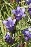 Lungen-Enzian(Gentiana pneumonanthe)