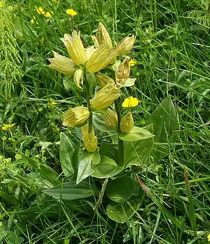 Tüpfel-Enzian(Gentiana punctata)