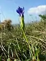 Auch der Gewöhnlich-Fransenenzian (Gentianopsis ciliata) ist nur auf Kalkböden zu finden.