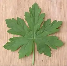 handförmig geteiltes Blatt von Geranium macrorhiza mit gelappten bis gesägten, gekerbten Lappen