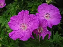 Blutroter Storchschnabel (Geranium sanguineum)