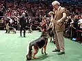 Ausstellung Deutscher Schäferhunde bei der Westminster Kennel Club Dog Show