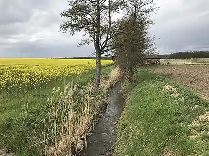 Foto eines typischen, landwirtschaftlich geprägten Kleingewässers