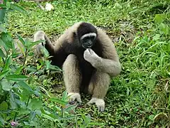 Gibbon