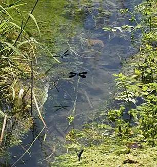 Der Giessekanal mit Prachtlibellen