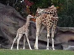 Giraffe mit Jungtier