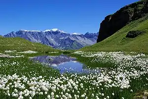 Sardonagruppe von Westen (Glarner Seite) auf den (von links) Piz Sardona, Piz Segnes (höchster Punkt), Atlas und Tschingelhörner, letztere gehören nicht mehr zur Sardonagruppe.