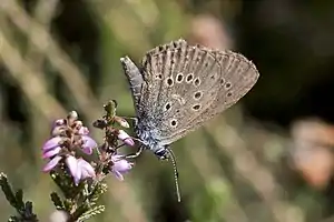 Lungenenzian-Ameisenbläuling(Phengaris alcon)