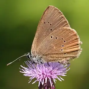 Dunkler Wiesenknopf-Ameisenbläuling