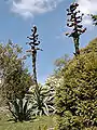 Agavenknospen in Glendurgan im Mai 2004, ca. 8 m hoch