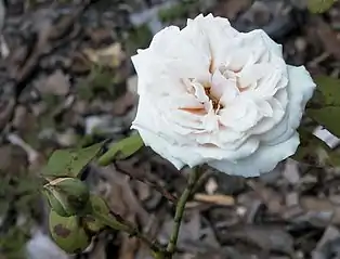 Rosa 'Gloire de Dijon'