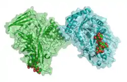 β-Glucuronidase