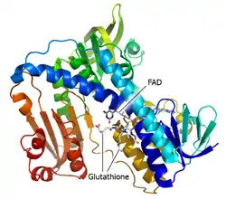 Glutathion-Reduktase