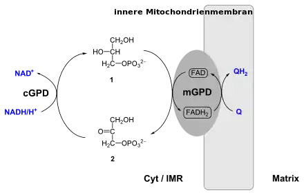 Mitochondriale Glycerin-3-phosphat-Dehydrogenase