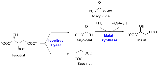 Die katalysierten Reaktionen der Isocitratlyase und Malatsynthase im Detail.