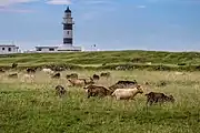 Leuchtturm auf der Insel Dongji