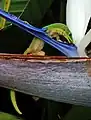 Ein Goldstaub-Taggecko auf Hawaii schleckt Nektar aus einer Strelitzien-Blüte.