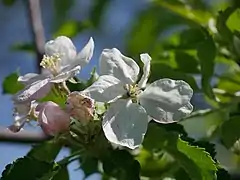 Blüten und Knospen