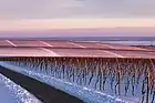 Weinberge im Winter in der Nähe von Karanac