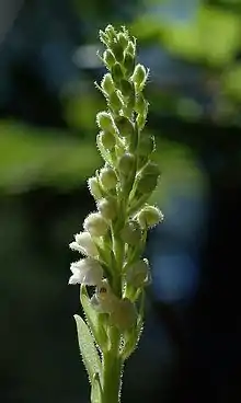 Kriechendes Netzblatt(Goodyera repens)Blütenstand