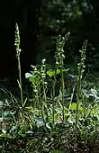 Kriechendes Netzblatt(Goodyera repens)Kleiner Bestand