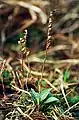 Kriechendes Netzblatt(Goodyera repens)Fruchtstände und junge Blätter