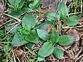 Kriechendes Netzblatt(Goodyera repens)Blätter