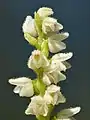 Kriechendes Netzblatt(Goodyera repens)Blüten