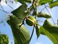 Frucht von Gouania vitifolia