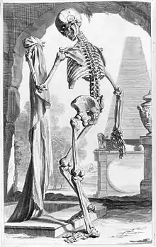 Illustration des menschlichen Skeletts