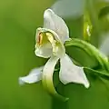 Grünliche Waldhyazinthe (Platanthera chlorantha)