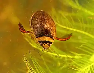 Schmalbindiger Breitflügel-Tauchkäfer