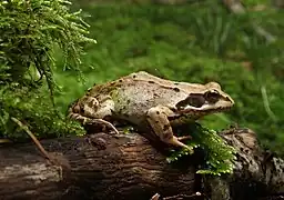 Grasfrosch (Rana temporaria)