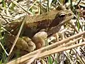 Grasfrosch(Rana temporaria)