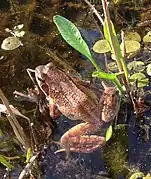 Grasfrosch (Rana temporaria)